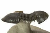 Flying Paralejurus Trilobite With Crotalocephalina & Reedops #323480-3